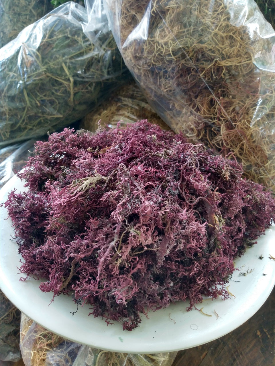 Wildcrafted Jamaican Purple Sea Moss